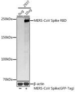 MERS Coronavirus Spike Protein RBD Antibody in Western Blot (WB)