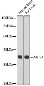 MEIS3 Polyclonal Antibody