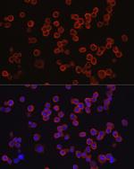 CD33 Polyclonal Antibody