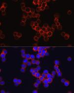 CD33 Antibody in Immunocytochemistry (ICC/IF)