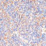 CD33 Antibody in Immunohistochemistry (Paraffin) (IHC (P))