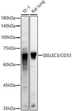 CD33 Antibody in Western Blot (WB)