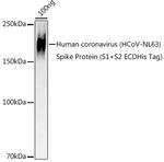 HCoV-NL63 Spike S2 Polyclonal Antibody