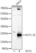 Enterovirus 71 3C Polyclonal Antibody