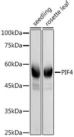PIF4 Polyclonal Antibody