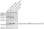 H3R12me2a Antibody in Western Blot (WB)