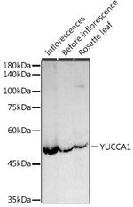 YUCCA1 Polyclonal Antibody