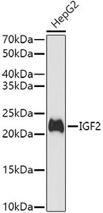 IGF2 Antibody in Western Blot (WB)