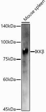 IKK beta Antibody in Western Blot (WB)