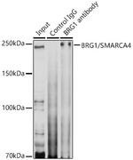 BRG1 Antibody in Immunoprecipitation (IP)