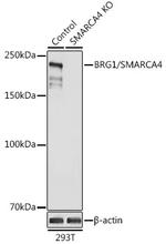 BRG1 Antibody in Western Blot (WB)