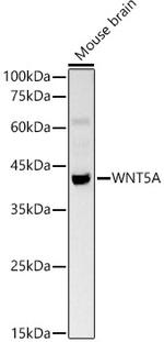 WNT5A Polyclonal Antibody