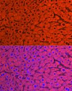 CYP2E1 Polyclonal Antibody