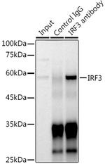 IRF3 Antibody in Western Blot (WB)