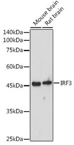 IRF3 Antibody in Western Blot (WB)
