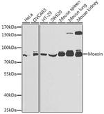 Moesin Antibody in Western Blot (WB)