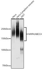 MRP4 Antibody in Western Blot (WB)