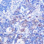 CD24 Polyclonal Antibody