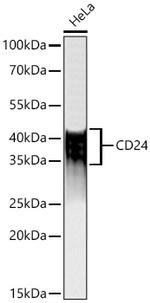 CD24 Antibody in Western Blot (WB)