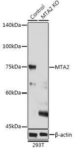 MTA2 Polyclonal Antibody