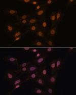 HP1 gamma Antibody in Immunocytochemistry (ICC/IF)