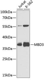 MBD3 Polyclonal Antibody