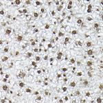 Histone H3 Antibody in Immunohistochemistry (Paraffin) (IHC (P))