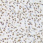 Histone H3 Antibody in Immunohistochemistry (Paraffin) (IHC (P))