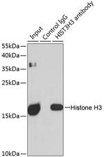 Histone H3 Antibody in Immunoprecipitation (IP)