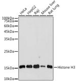 Histone H3 Antibody in Western Blot (WB)