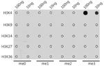 H3K4me3 Antibody in Dot Blot (DB)