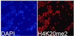 H4K20me2 Polyclonal Antibody