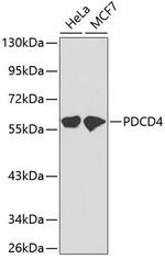 PDCD4 Polyclonal Antibody