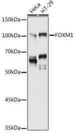FOXM1 Polyclonal Antibody
