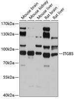 ITGB5 Polyclonal Antibody
