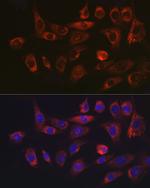 SERPINH1 Antibody in Immunocytochemistry (ICC/IF)