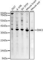 DKK3 Antibody in Western Blot (WB)