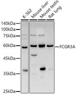 CD16 Polyclonal Antibody