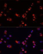 EEF1G Antibody in Immunocytochemistry (ICC/IF)