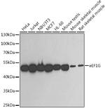 EEF1G Antibody in Western Blot (WB)
