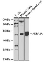 alpha-2a Adrenergic Receptor Polyclonal Antibody