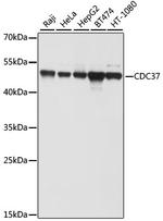 CDC37 Polyclonal Antibody