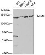 mGluR8 Antibody in Western Blot (WB)