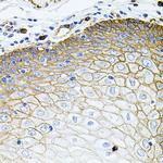 SLC1A4 Antibody in Immunohistochemistry (Paraffin) (IHC (P))