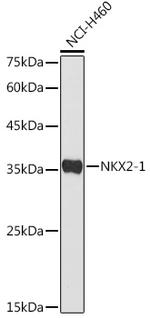 Nkx2.1 Polyclonal Antibody