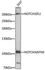NOTCH3 Antibody in Western Blot (WB)
