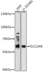 SLC22A8 Polyclonal Antibody