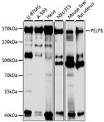 MNAR Antibody in Western Blot (WB)