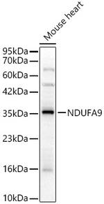 NDUFA9 Polyclonal Antibody