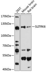 SLITRK6 Polyclonal Antibody